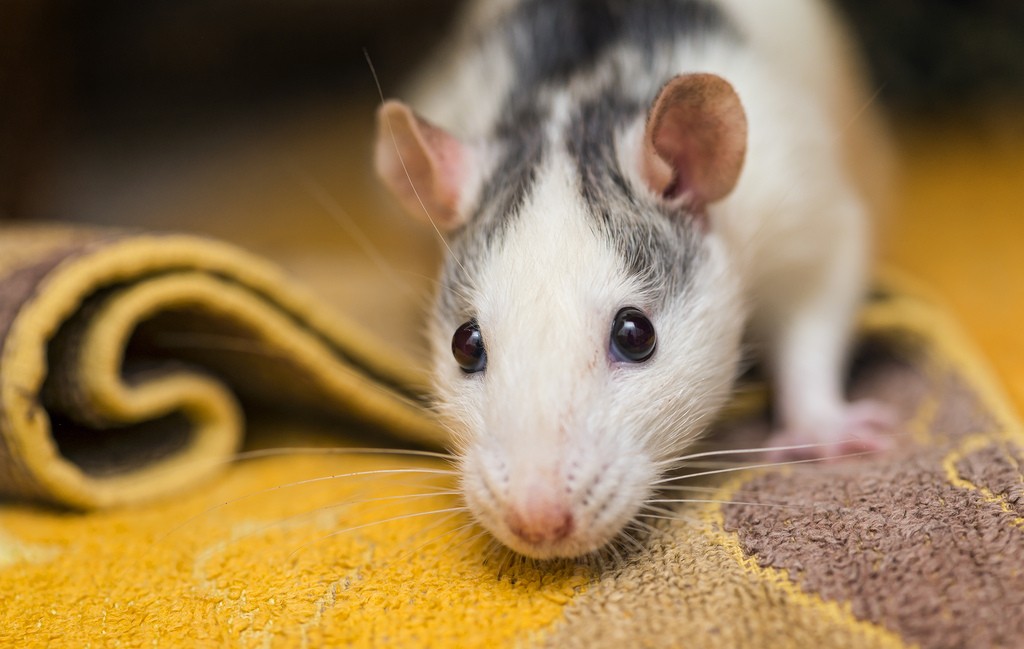 Ratos são capazes de sentir arrependimento (Foto: Tambako The Jaguar/Flickr/Creative Commons)