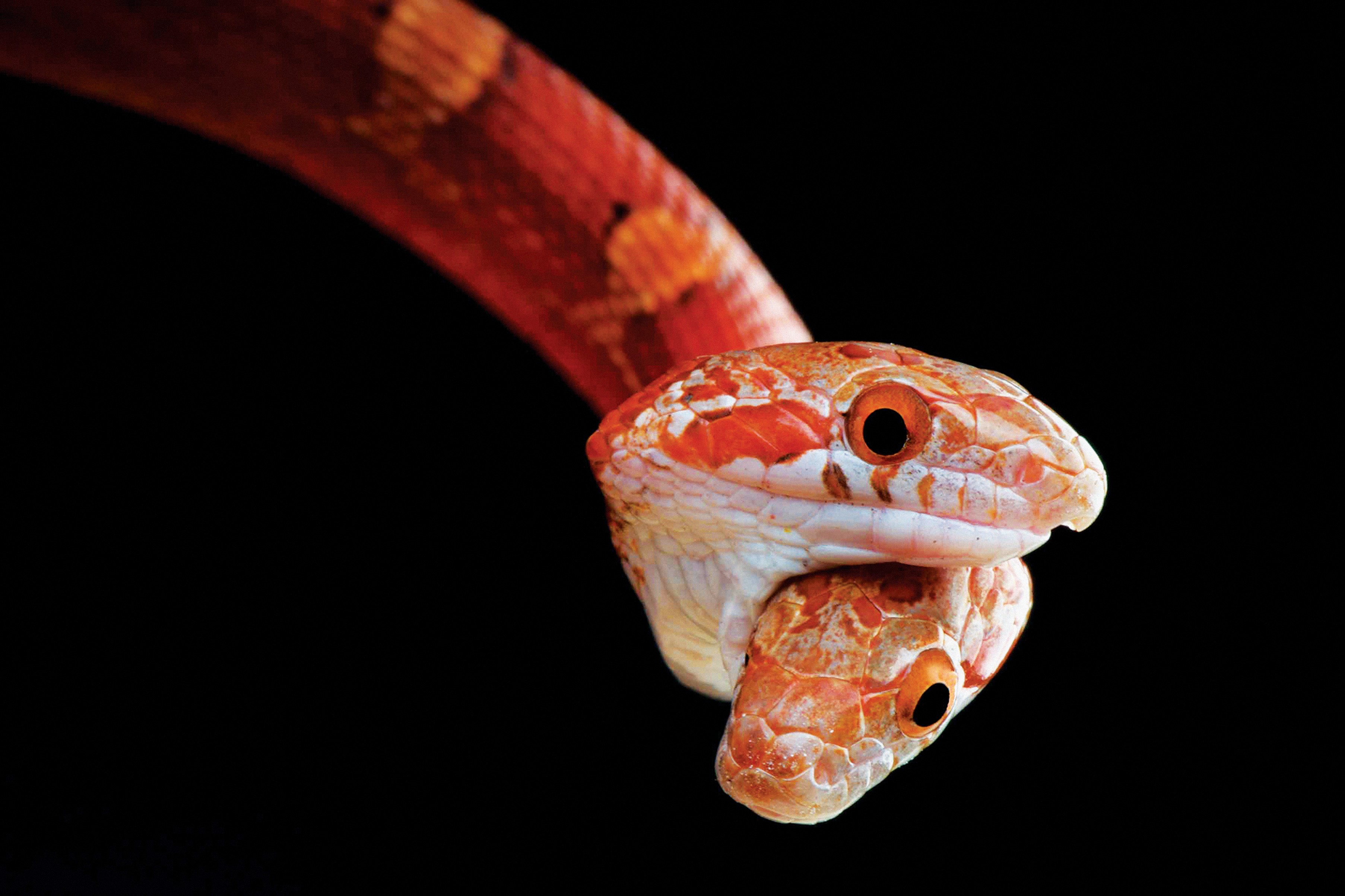 Cores vibrantes de répteis serpente brilhante deslizando à luz do