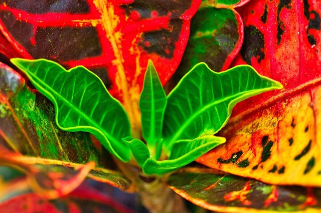 Há diversidade de folhas amarelas com verde neon e verde escuro, do laranja brilhante e manchas bordô, com folhas vermelhas e manchas amarelas e verdes (Foto: Pixabay/ Mfuente/ CreativeCommons)