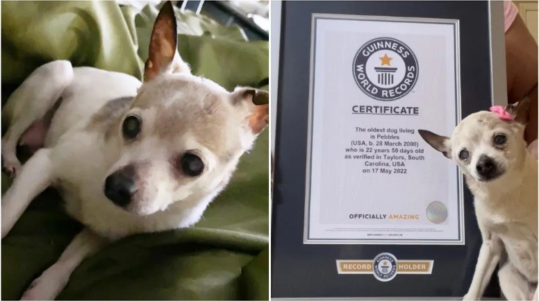 Cadela de 22 anos recebe título de animal de estimação vivo mais velha do mundo (Foto: reprodução/ Guinness World Records)