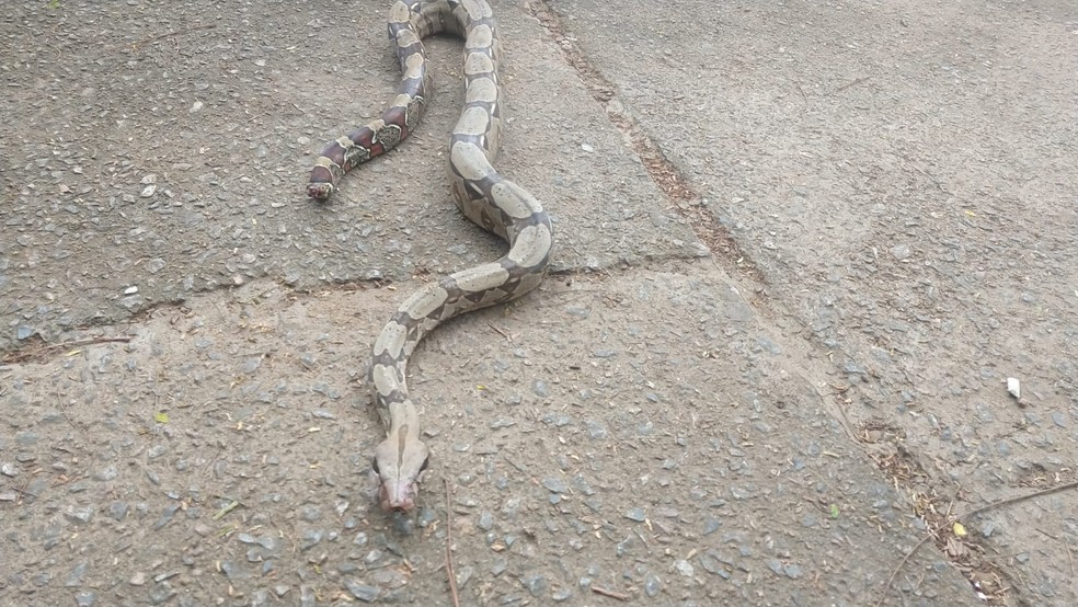 Cobra foi encontrada com rabo amputado — Foto: Ruan Gabriel/ Rede Amazônica