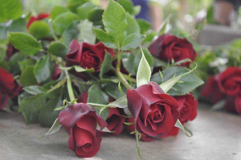 Rosas vermelhas são as mais vendidas durante o Dia dos Namorados (Foto: Lúcia Ribeiro/G1)