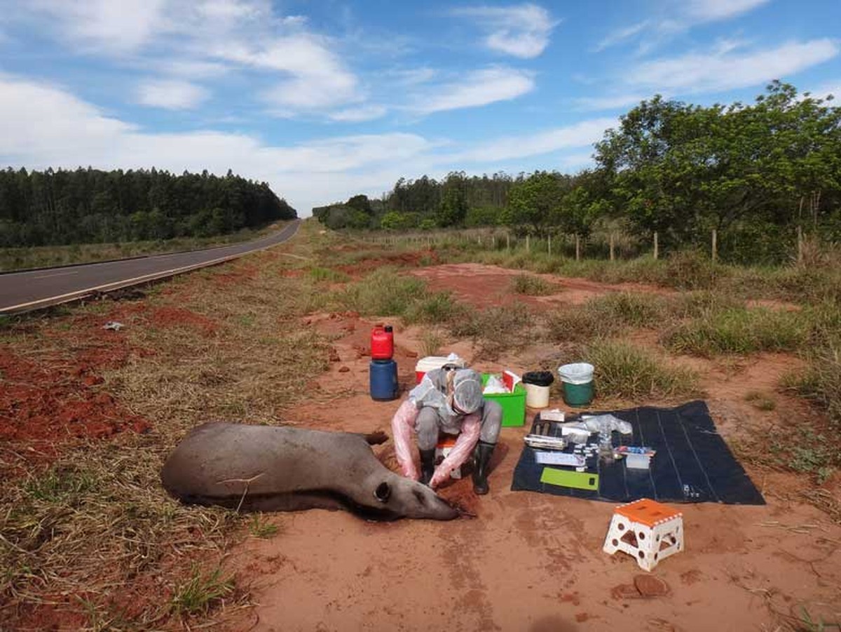 Antas estão morrendo e sendo afetadas por agrotóxicos utilizados no Cerrado de MS, aponta pesquisa