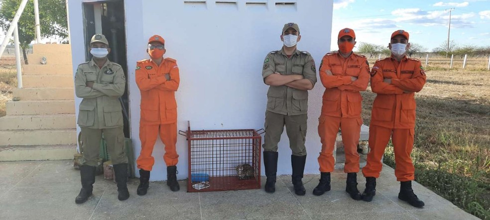 Corpo de Bombeiros Militar do Estado do Ceará resgataram 5.217 animais silvestres em 2020. — Foto: Corpo de Bombeiros/ Divulgação