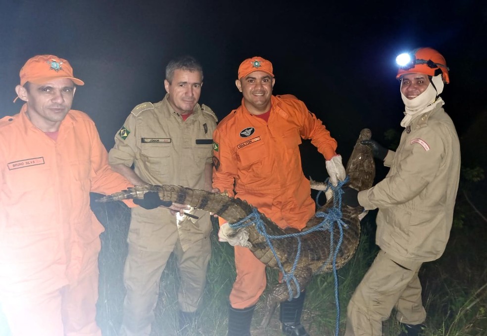 Jacaré-tinga de 1,8 m de comprimento é resgatado pelos bombeiros em Caucaia, na Região Metropolitana de Fortaleza. — Foto: Corpo de Bombeiros/ Divulgação