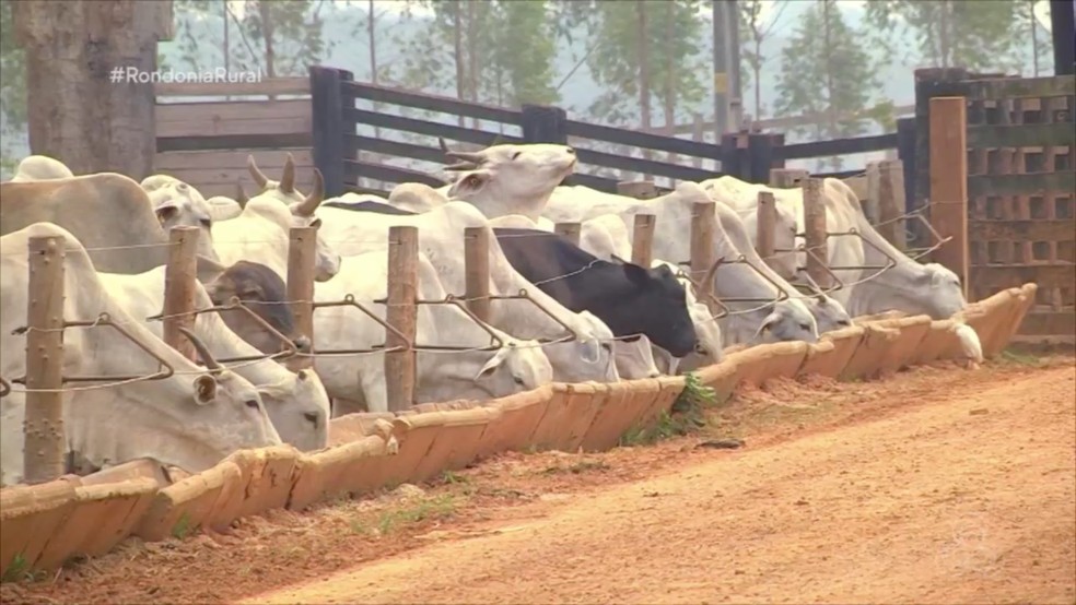 Confinamento animal em Rondônia — Foto: Reprodução/Rede Amazônica