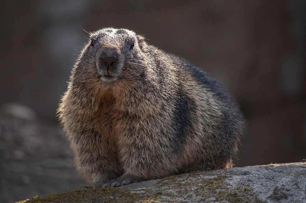 A marmota é um mamífero roedor pouco maior que um esquilo — Foto: Pixabay