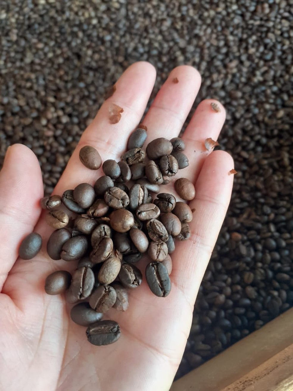 Café é torrado e moído de forma 100% natural, conta agrônomo  — Foto: Arquivo pessoal 