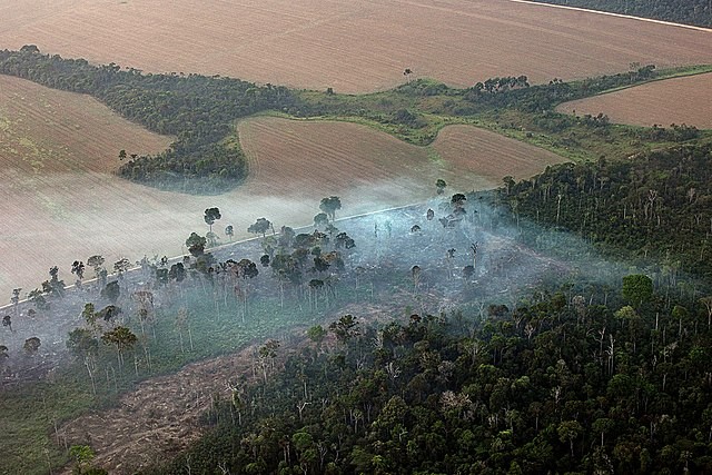 Focos de calor aumentam em áreas protegidas na Amazônia Legal   (Foto: Reprodução/Wikimedia Commons)