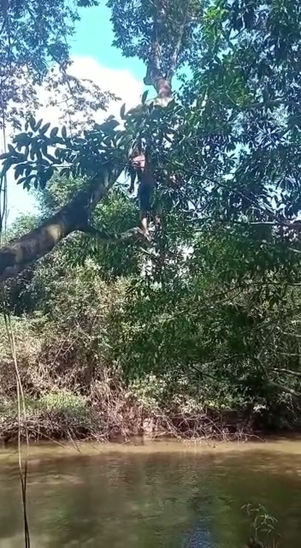 Jovem pulou de árvore em rio — Foto: Reprodução