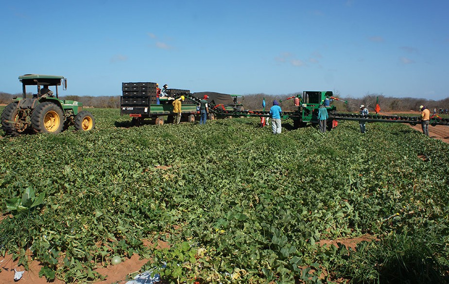 Mais de 95% do melão exportado pelo Brasil é produzido no RN   