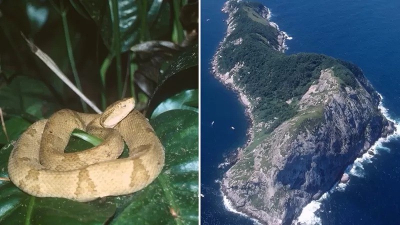 A jararaca-ilhoa só existe nesta ilha na costa de São Paulo (Foto: Marcelo Ribeiro Duarte via BBC News Brasil )