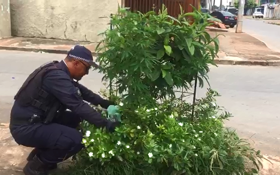 Policial militar retira pé de maconha de canteiro em calçada em Ceilândia, no Distrito Federal (Foto: Polícia Militar/Divulgação)