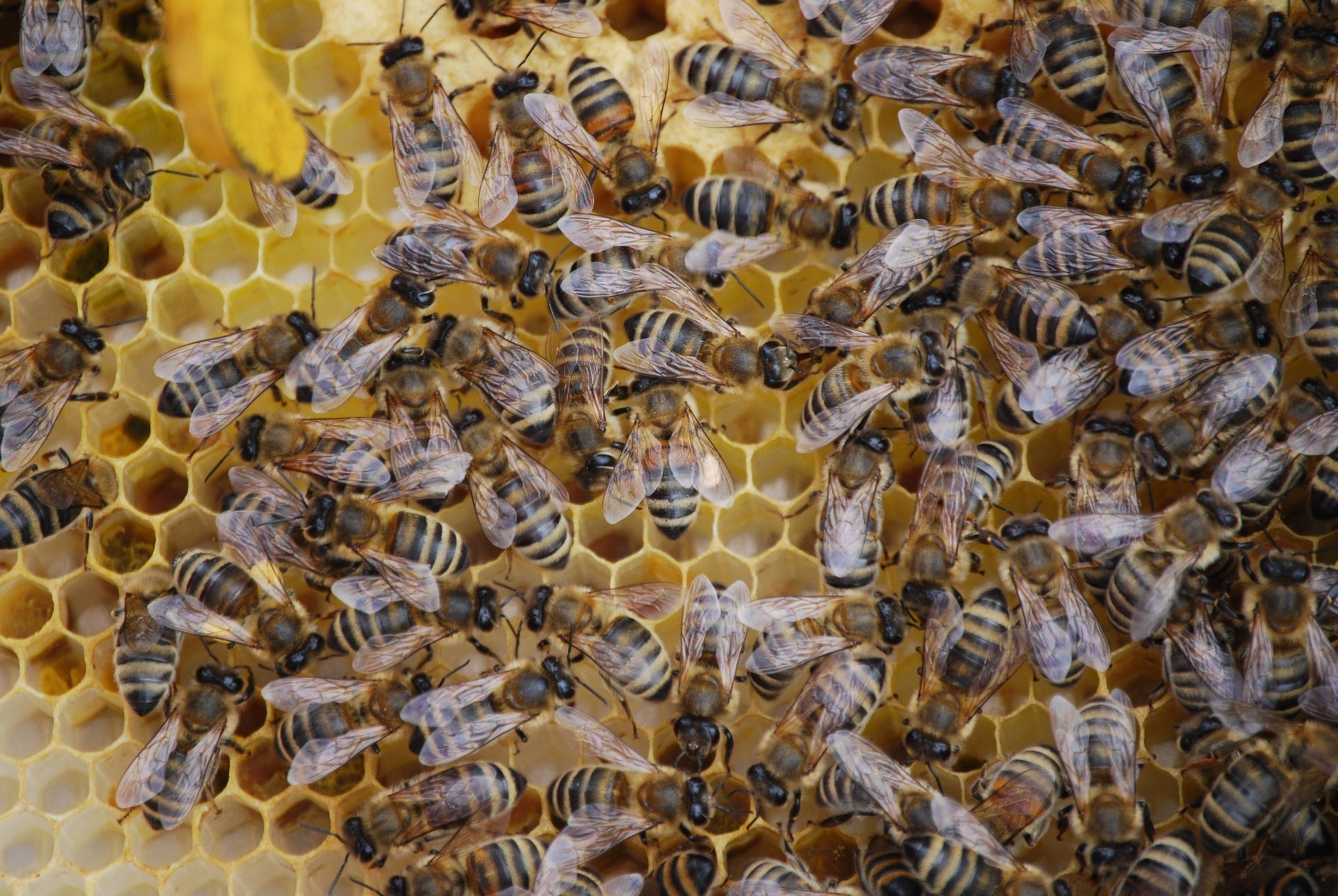 Nos últimos anos, as abelhas viram redução considerável em suas populações, devido a fatores como poluição e mudança climática (Foto: Pexels/  Jade/ CreativeCommons)