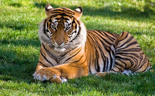 População de tigres da Índia apresenta recuperação e anima  conservacionistas