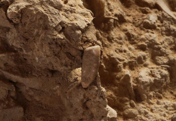 Dente foi encontrado na caverna de arago, sul da frança (Foto: Musée de Tautavel | Twitter)