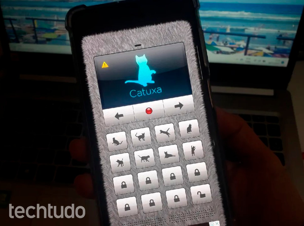 Tradutor humano-gato: como usar o app para 'conversar' com seu felino