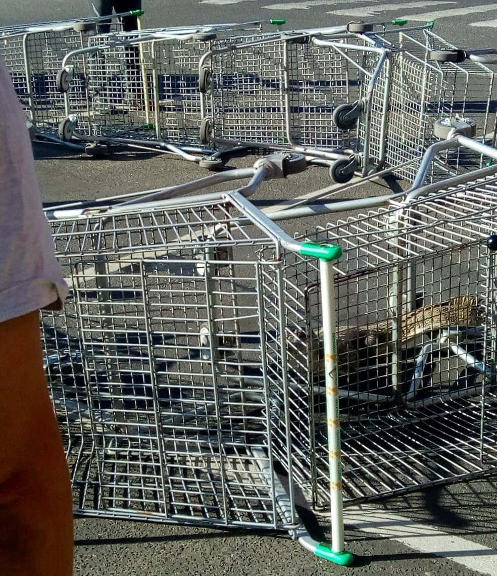 Jacaré surge em estacionamento de supermercado e clientes cercam animal com carrinhos — Foto: Reprodução