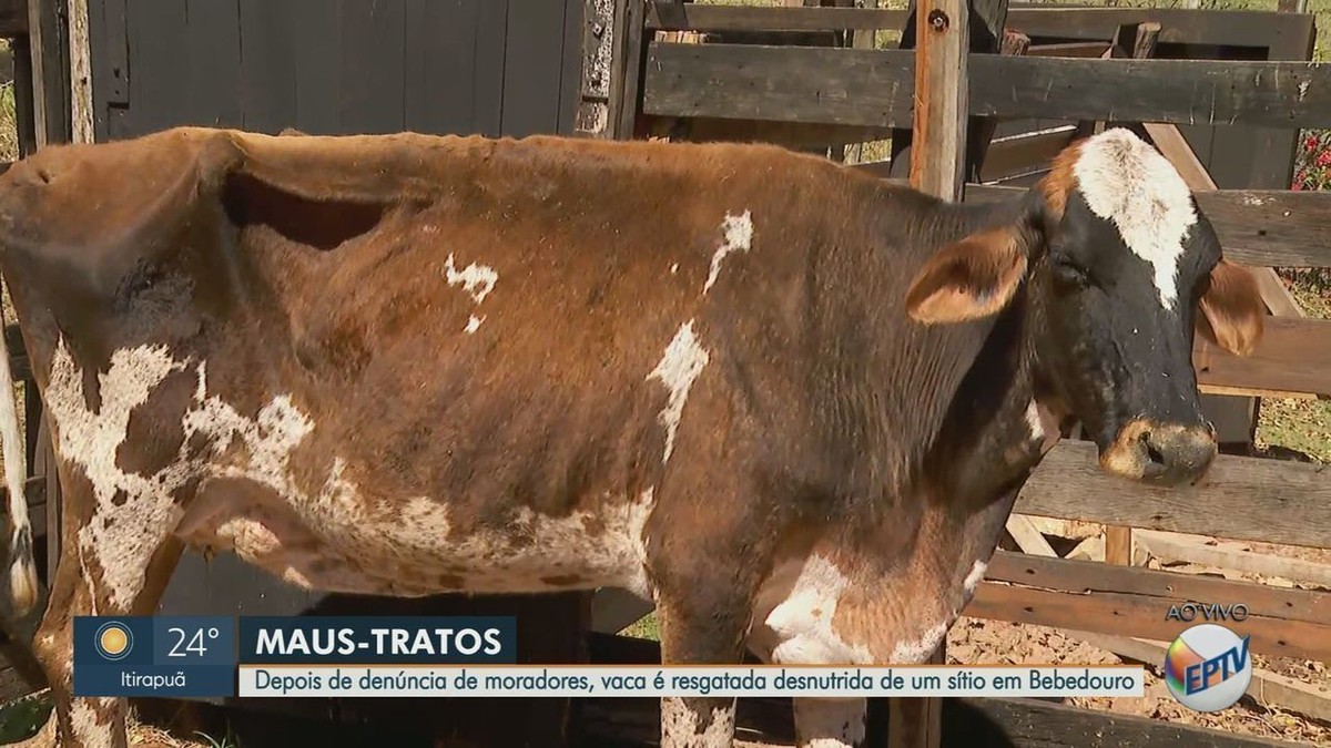 Vache sauvée d’une maison de campagne à Bebedouro, SP, souffrant de malnutrition sévère |  Ribeirao Preto et la France