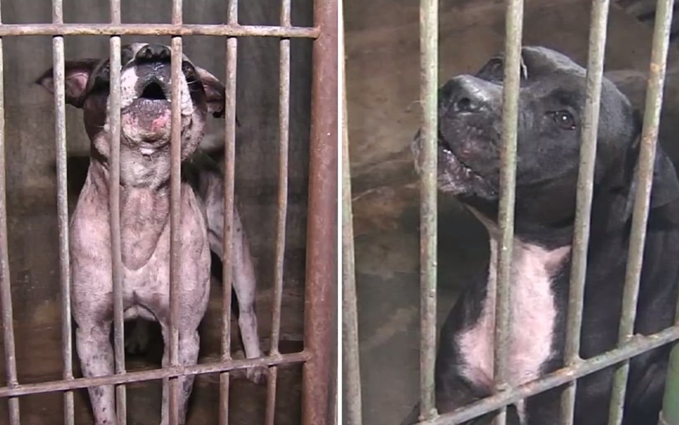 Lessie, de 10 anos, e Spike, 4, mataram o dono e foram levados ao Centro de Zoonoses — Foto: Reprodução/TV Anhanguera