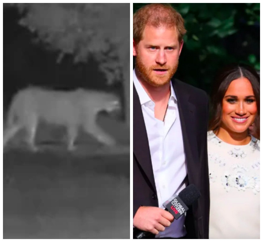 O leão da montanha flagrado nas proximidades da casa do Príncipe Harry e da atriz e duquesa Meghan Markle (Foto: Reprodução/Getty Images)