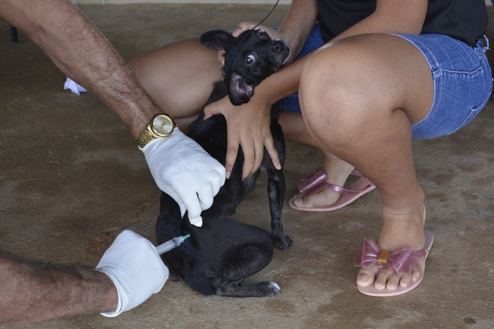 Botucatu fará a vacinação antirrábica entre 9 a 16 de janeiro de 2022 — Foto: Diêgo Holanda/G1