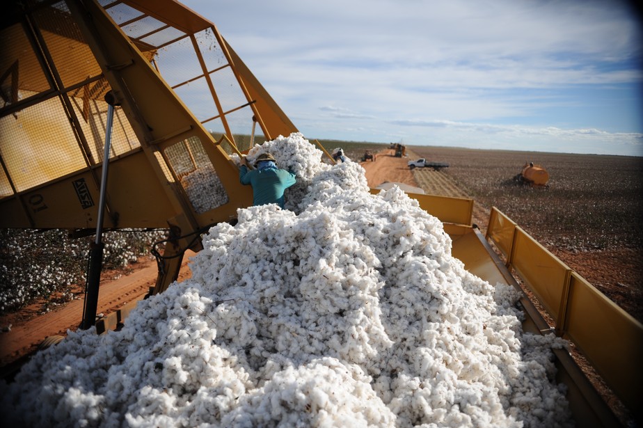 Colheita de algodão em lavoura brasileira
