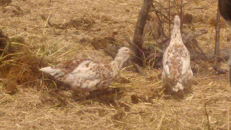 Confira O Resultado Do Cruzamento Entre Uma Galinha Dangola E Um Galo