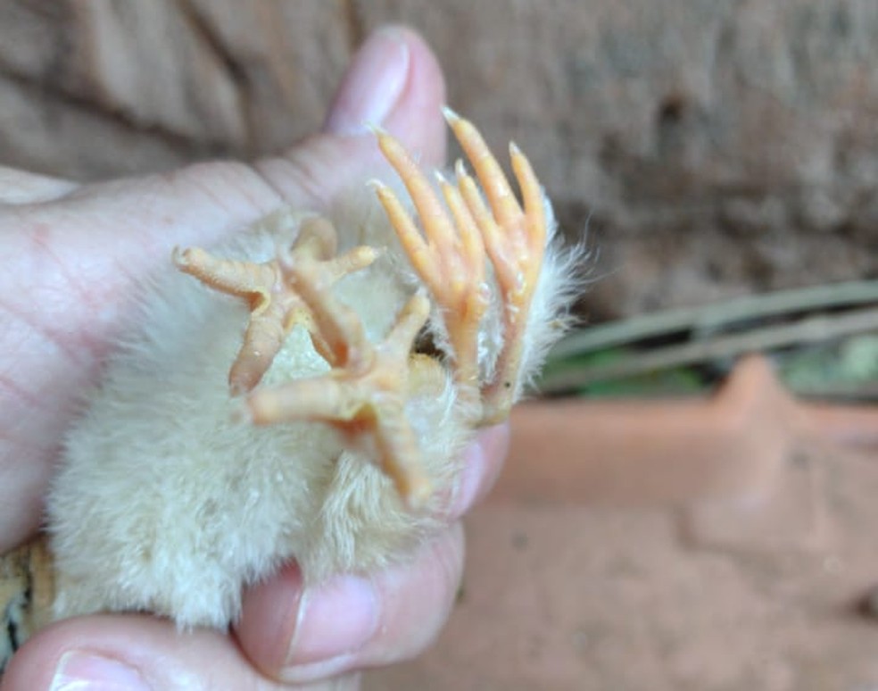 Em Angatuba, pintinho nasce com quatro patas e chama atenção  — Foto: Arquivo Pessoal