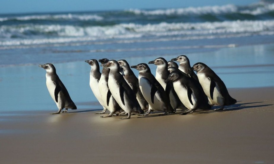 Rede Brasileira de Atendimento a Encalhes e Informação de Pinguins (Repin) apoiará atividades de conservação de pinguins encontrados no litoral brasileiro