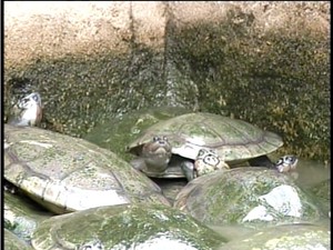 A carne de tartaruga é a mais pedida pelos visitantes (Foto: Reprodução/TV Anhanguera)