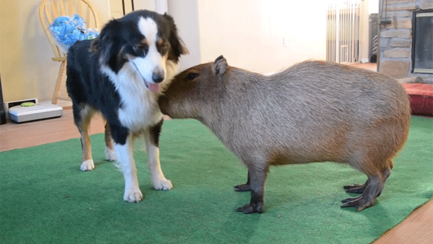 Vídeo mostra amizade entre capivara e cães border collies (Foto: Reprodução/YouTube)