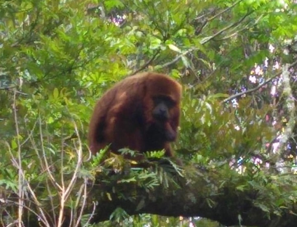 Macaco bugio atacou criança dentro de casa em Araucária nesta quarta-feira (14). — Foto: Ed Dimas da Cunha/Acervo Pessoal