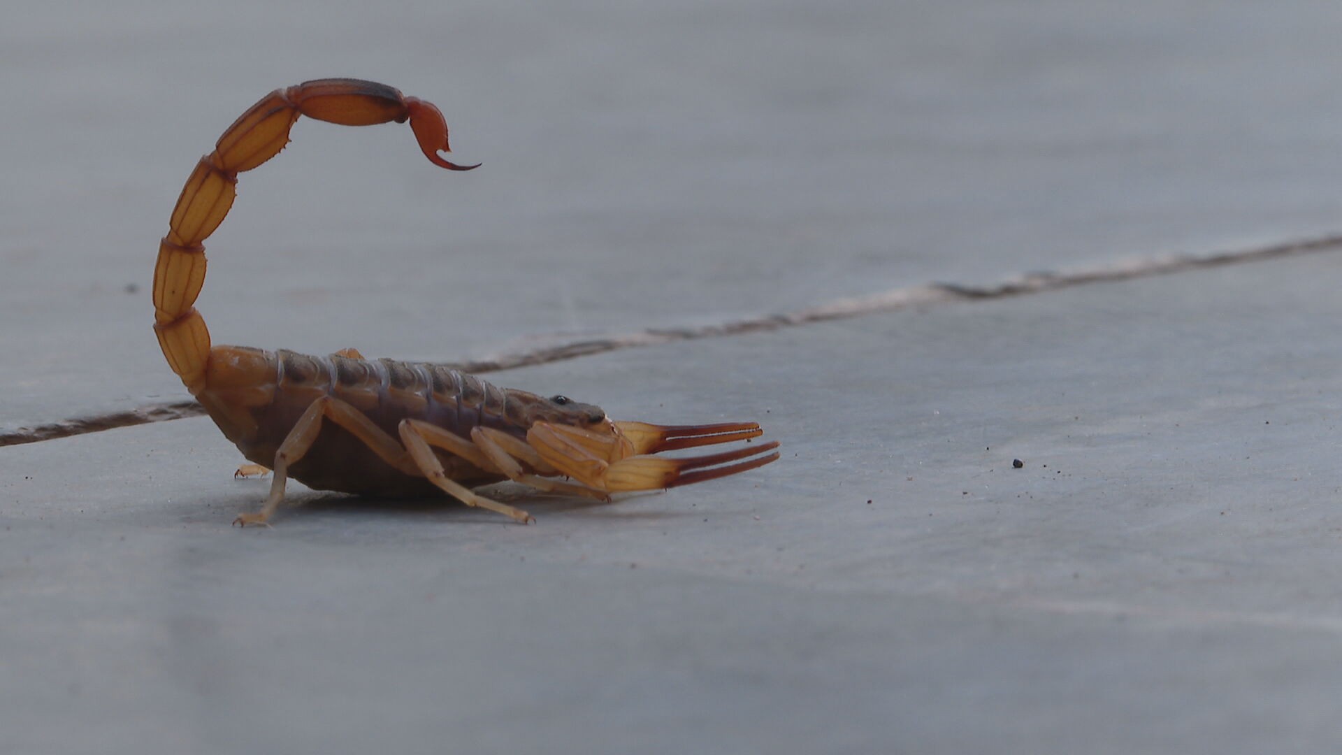 Em média, 8 pessoas são picadas por escorpião por dia, no DF
