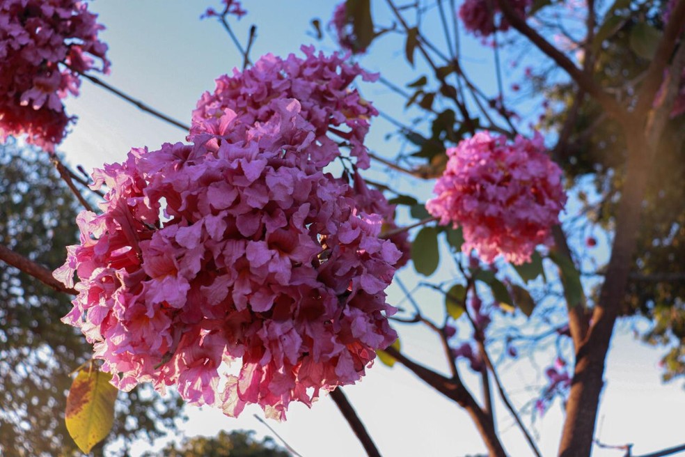 Fotos de flores coloridas compõem o banco de imagens.  — Foto: Maria Júlia Araújo/g1