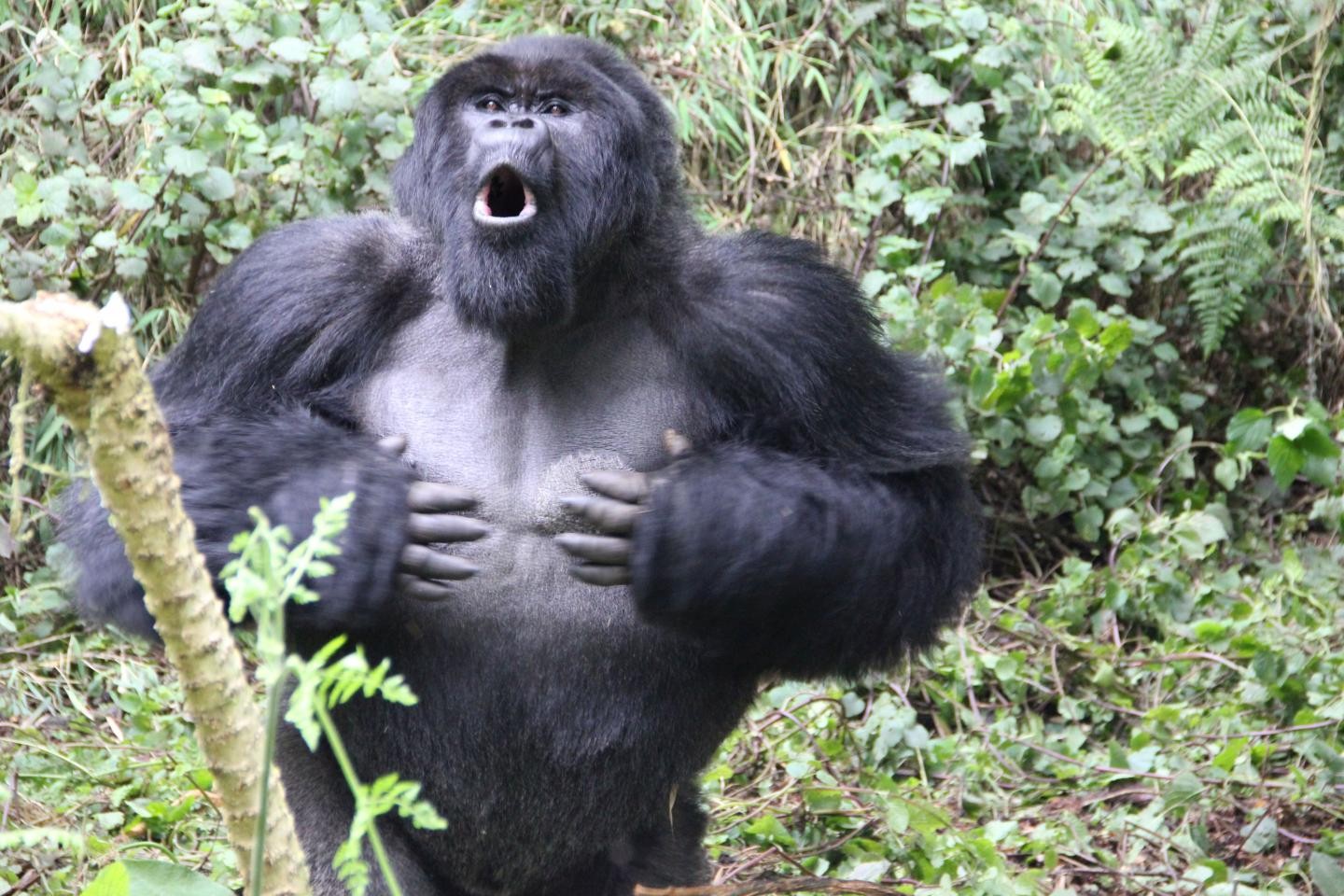 Gorila batendo no próprio peito (Foto: Dian Fossey Gorilla Fund)