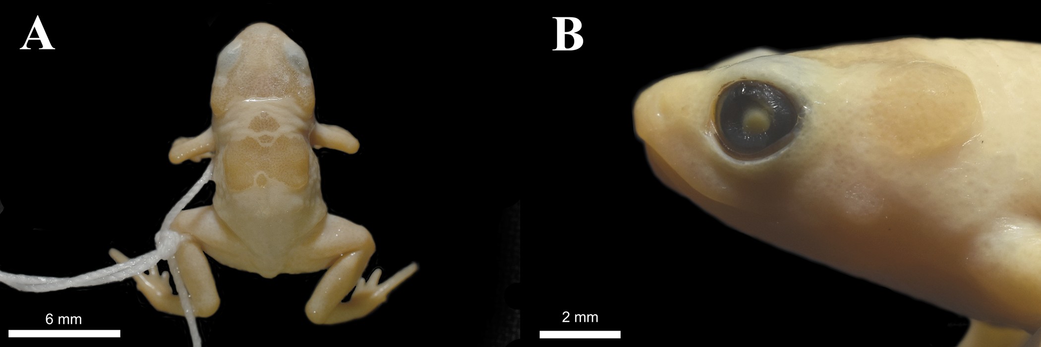 Um macho da nova espécie Brachycephalus ephippium (Foto: Nunes et al, 2021, PLOS ONE)