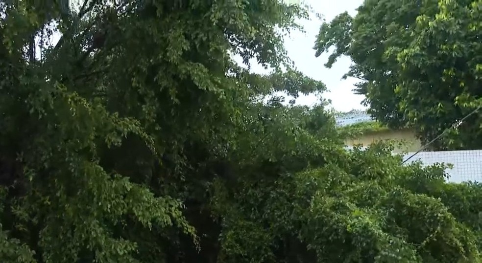 Árvore caiu no bairro de Pero Vaz após  temporal em Salvador — Foto: Reprodução/TV Bahia