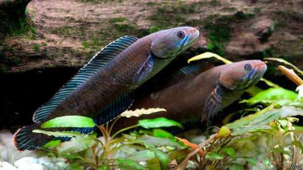  O "peixe andarilho" pode sobreviver fora d'água por até quatro dias  (Foto: WWF)