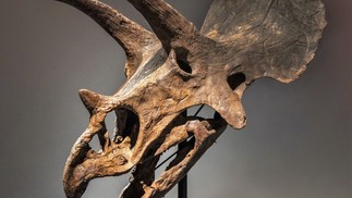 Crânio de triceratops é outro item a venda; seu lance atual é de US$ 240 mil — Foto: Reprodução