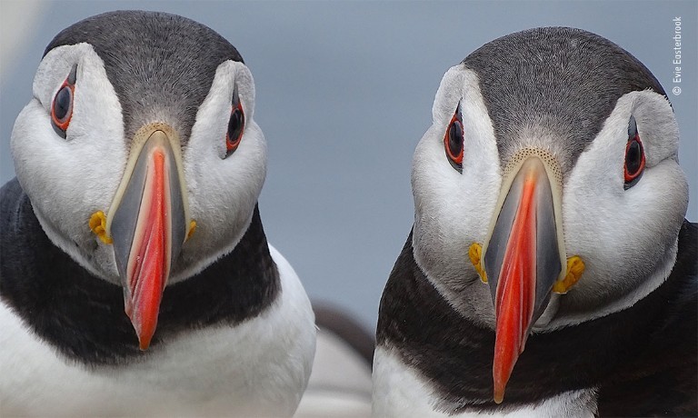 Dupla de papagaios-do-mar (Foto: Evie Easterbook/Wildlife Photographer of the Year)