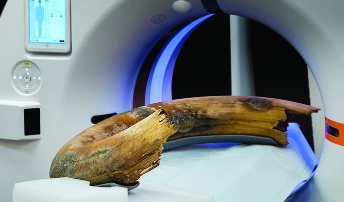 Cientistas obtêm primeiras imagens completas de presas de um mamute-lanoso (Foto: Radiological Society of North America)