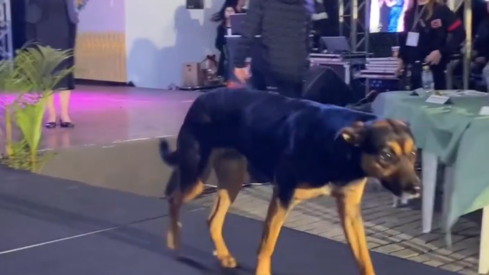 Cachorro desfila durante evento de miss no Paraná. — Foto: Reprodução