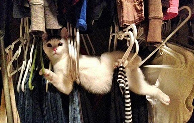 Os cabides de roupas são perfeitos para os gatos se pendurarem (Foto: Reprodução/Bored Panda)