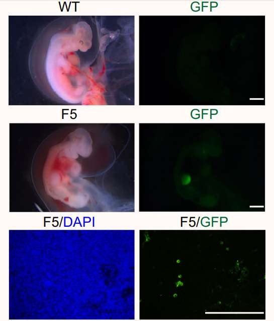 Desenvolvimento do embrião. Em destaque, células de macaco, modificadas para emitirem luz fluorescente (Foto: Protein e Cell)