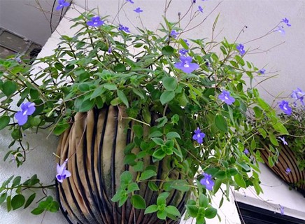 Violeta-pendente é uma herbácea florífera com folhas pequenas e ovaladas