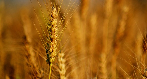 Índia reduz estimativa de produção de trigo em 4,4% diante de ondas de calor