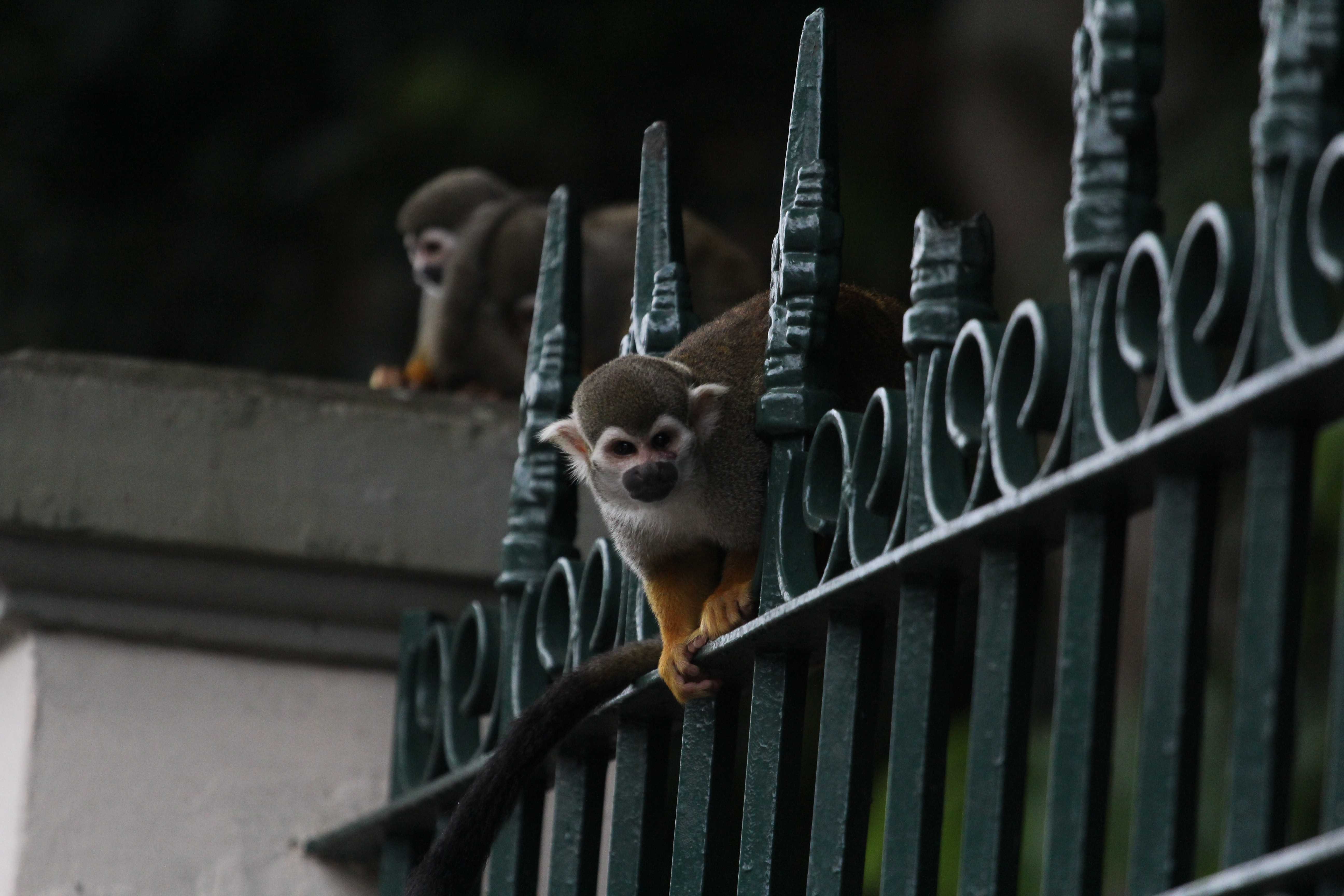 Macacos do Bosque Rodrigues Alves, em Belém, morreram após comerem alimentos contaminados, diz laudo