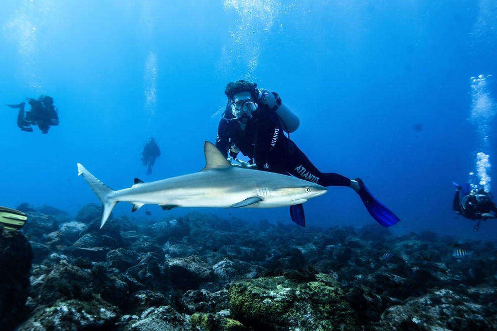 Eliezer nada com tubarões em Noronha — Foto: Reprodução/Instagram