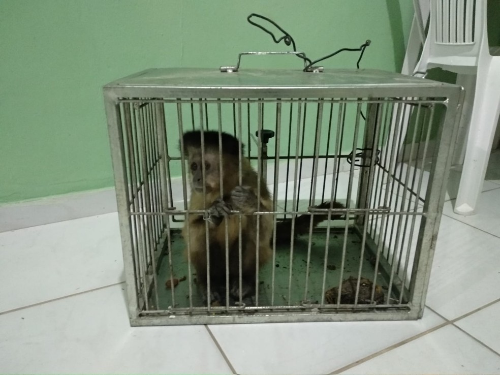 Macaco prego estava em um imóvel abandonado na zona rural do município — Foto: BPMA